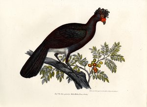 Paujil negro, 1864 de German School